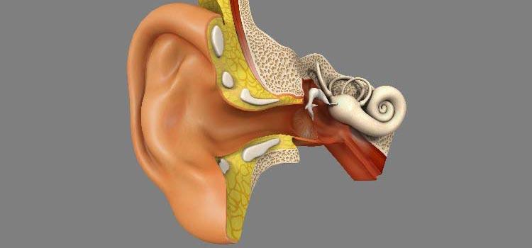 Structure et fonctionnement de l'oreille humaine